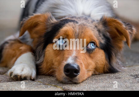 Fantastico blu eyed pastore australiano Shepard tri-color australiano del cane con la testa in giù zampa bianco Foto Stock