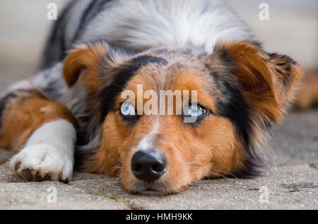 Fantastico blu eyed pastore australiano Shepard tri-color australiano del cane con la testa in giù zampa bianco Foto Stock