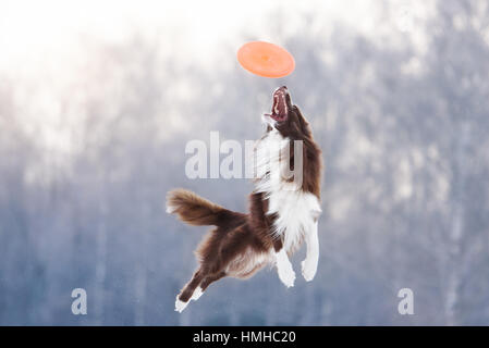 Border Collie in un disco volante in aria Foto Stock