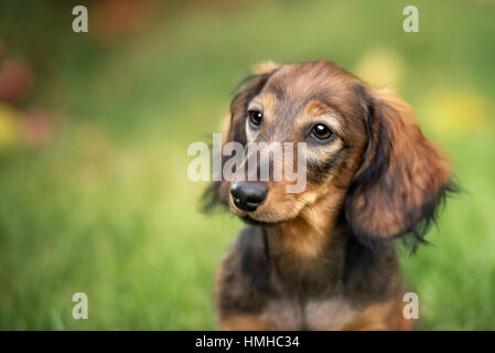 Bella bassotto cucciolo di cane con occhi tristi ritratto Foto Stock