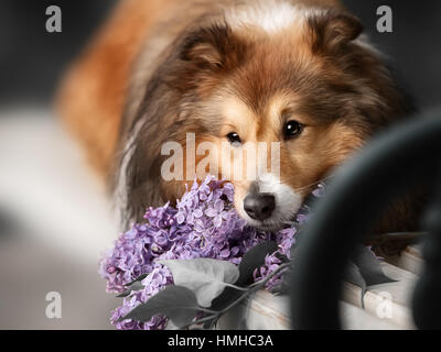 Grazioso piccolo cane Sheltie con un mazzo di fiori Foto Stock
