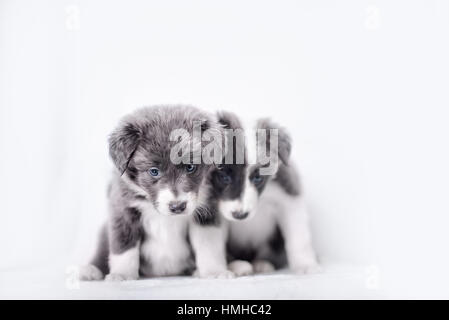 Blue Merle Border Collie puppie Foto Stock