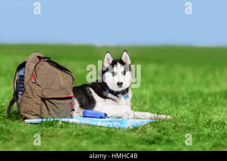 Carino siberian husky giacente Foto Stock
