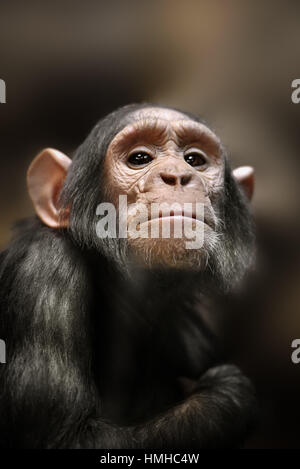Close-up di uno scimpanzé guardando la telecamera Foto Stock
