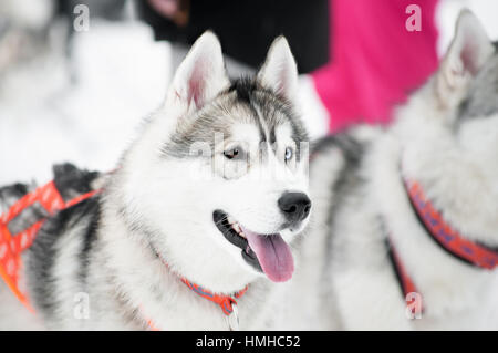 Ritratto di cani husky Foto Stock