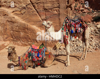 Cavalcare cammelli, abbandonato rock city Petra, al-Batra, capitale del regno delle Nabataeans, Giordania, patrimonio culturale mondiale dell UNESCO Foto Stock