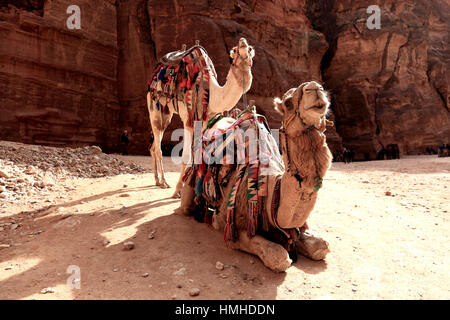 Cavalcare cammelli, abbandonato rock city Petra, al-Batra, capitale del regno delle Nabataeans, Giordania, patrimonio culturale mondiale dell UNESCO Foto Stock