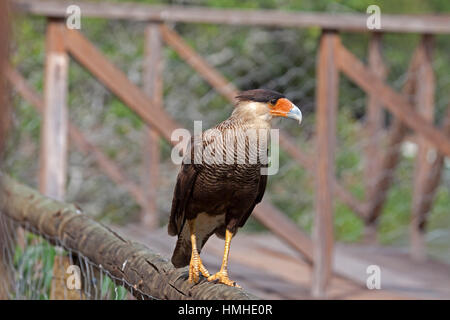 Crestato meridionale caracara appollaiato sulla rampa di boardwalk in Brasile Foto Stock