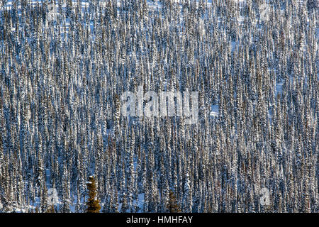 Paesaggio Innevato; Esplanade gamma; Selkirk gamma; British Columbia; Canada Foto Stock