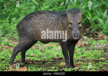 Collare (Pecari Tayassu tajacu) nella foresta pluviale. La Selva la Stazione Biologica, Costa Rica. Foto Stock