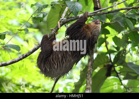 Hoffman a due dita bradipo (Choloepus hoffmanni) nella foresta pluviale, la Selva La Stazione Biologica, Costa Rica. Foto Stock