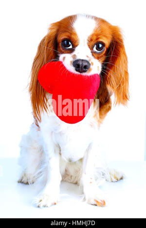 Cane con cuore illustrazione. Simbolo segno dell'amore. Tessuto felpato cuscino cuore con Cavalier King Charles Spaniel cane il giorno di San Valentino festa della mamma Foto Stock