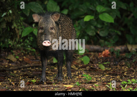 Collare (Pecari Tayassu tajacu) nella foresta pluviale. La Selva la Stazione Biologica, Costa Rica. Foto Stock