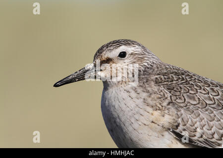 Un colpo di testa di un bel nodo (Calidris canutus) sul litorale in Scozia. Foto Stock