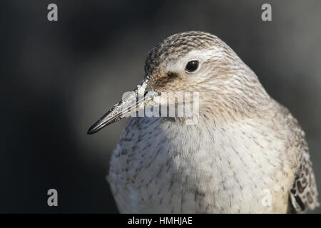 Un colpo di testa di un bel nodo (Calidris canutus) sul litorale in Scozia. Foto Stock