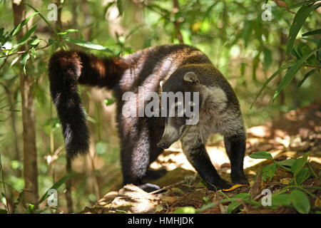 Bianco-coati dal naso (Nasua narica). Foresta pluviale in Rincon de la Vieja National Park, Costa Rica. Foto Stock