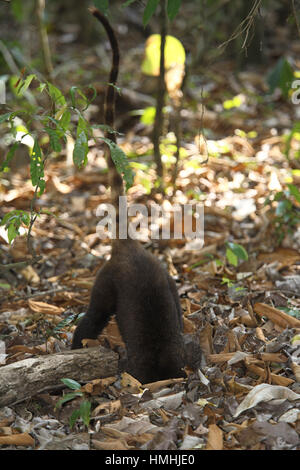 Bianco-coati dal naso (Nasua narica) scavo per il cibo nella foresta pluviale. Parco Nazionale di Corcovado, Osa Peninsula, Costa Rica. Foto Stock