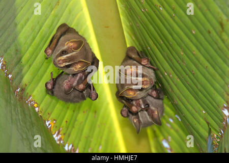 Tenda comune-rendendo i pipistrelli (Uroderma bilobatum) sotto piante di banana leaf. Parco Nazionale di Corcovado, Osa Peninsula, Costa Rica. Foto Stock