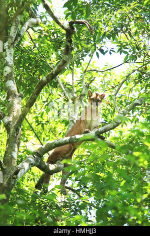 Wild Puma (Puma concolor) salendo in una struttura ad albero. Sirena, Parco Nazionale di Corcovado, osa, Costa Rica. Foto Stock