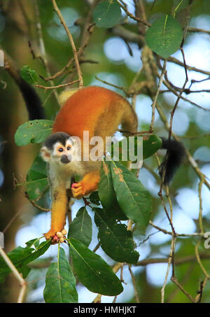 Scimmia di scoiattolo (Saimiri oerstedii) alimentazione sulla frutta nella foresta pluviale, Parco Nazionale di Corcovado, osa, Costa Rica. Foto Stock