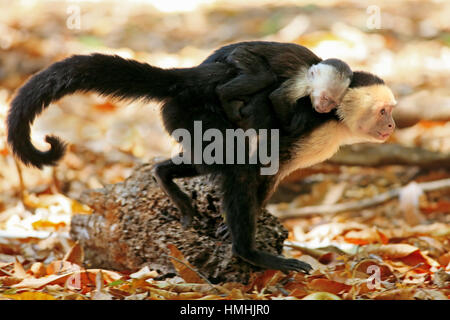 Femmina bianca di fronte-scimmia cappuccino (Cebus capucinus) passeggiate e bambino portando sul retro. Palo Verde National Park, Guanacaste in Costa Rica. Foto Stock