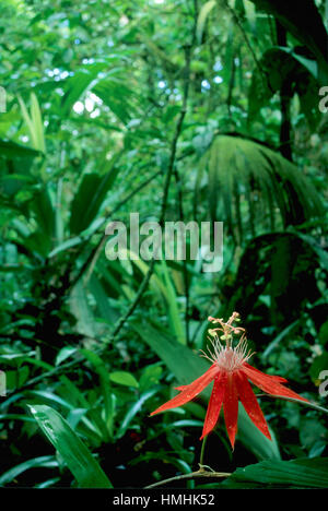 Fiore della passione (Passiflora vitifolia) nella foresta pluviale. Braulio Carrillo National Park, Costa Rica Foto Stock