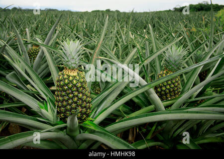 Pineaple organico Plantation (Ananas comosus). Sarapiquí, Caribbean lowlands, Costa Rica Foto Stock