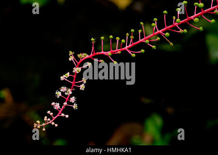 Pokeweed (Phytolacca rivinoides). Monteverde Cloud Forest Preserve, Costa Rica Foto Stock