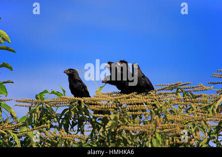 Smoothbilled Ani, (Crotophaga ani), la famiglia su albero, Pantanal, Mato Grosso, Brasile, Sud America Foto Stock