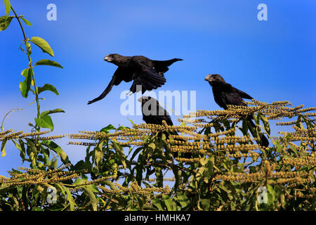 Smoothbilled Ani, (Crotophaga ani), la famiglia su albero, volare, Pantanal, Mato Grosso, Brasile, Sud America Foto Stock