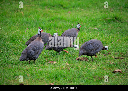 Helmeted le faraone, (Numida meleagris), gruppo di adulti alla ricerca di cibo, Pantanal, Mato Grosso, Brasile, Sud America Foto Stock