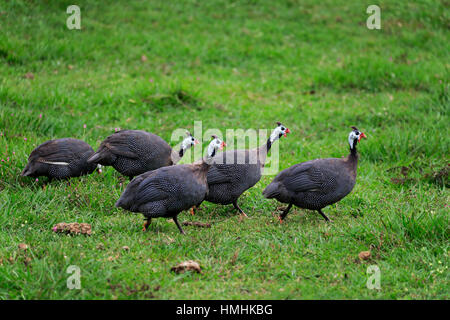 Helmeted le faraone, (Numida meleagris), gruppo di adulti alla ricerca di cibo, Pantanal, Mato Grosso, Brasile, Sud America Foto Stock