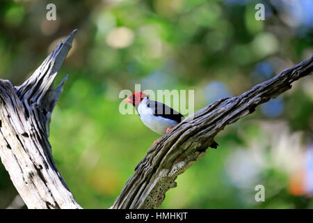 Il Cardinale Yellow-Billed, (Paroaria capitata), Adulto sul ramo, Pantanal, Mato Grosso, Brasile, Sud America Foto Stock