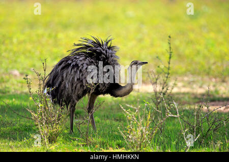 Rhea americana, (Rhea americana), Adulto bere, Pantanal, Mato Grosso, Brasile, Sud America Foto Stock