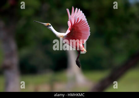 Roseate Spoonbill, (Ajaia ajaja), Adulto battenti, Pantanal, Mato Grosso, Brasile, Sud America Foto Stock