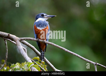 Di inanellare Kingfisher, (Ceryle torquata), Adulto sul ramo, Pantanal, Mato Grosso, Brasile, Sud America Foto Stock