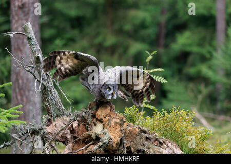 Grande Grigio Allocco (Strix nebulosa), Adulto inizia a battenti, Pelm, Kasselburg, Eifel, Germania, Europa Foto Stock