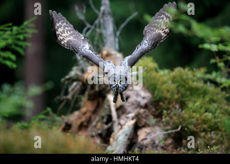 Grande Grigio Allocco (Strix nebulosa), Adulto inizia a battenti, Pelm, Kasselburg, Eifel, Germania, Europa Foto Stock