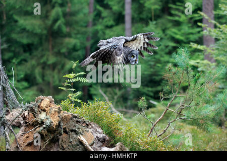 Grande Grigio Allocco (Strix nebulosa), Adulto inizia a battenti, Pelm, Kasselburg, Eifel, Germania, Europa Foto Stock