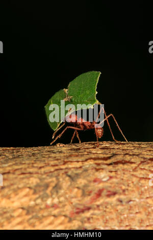 Leafcutter ant, (Atta sexdens), porta a foglia, trasporto di foglia tagliato, Sud America, America Centrale Foto Stock