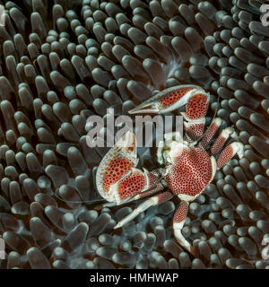 Un macchiato il granchio porcellana seduto su un anemone Foto Stock