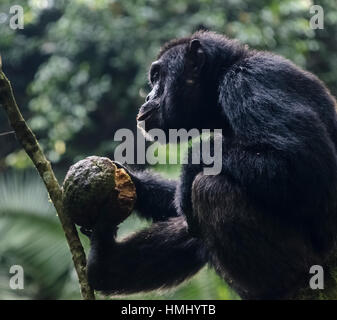 Chimapanzee mangiare selvatico, jackfruit Kibale National Park, Uganda Foto Stock