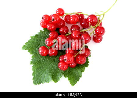 Ribes rosso frutti isolati su sfondo bianco Foto Stock