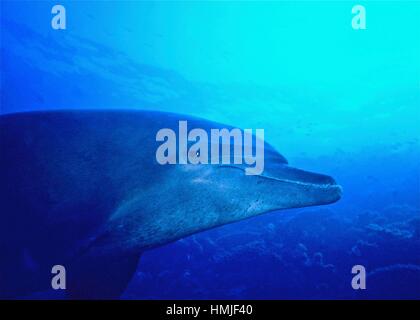 Questo tursiope (Tursiops truncatus) favorito me con uno stretto controllo. Il contatto visivo con un delfino è un esperienza indimenticabile. Mar Rosso. Foto Stock