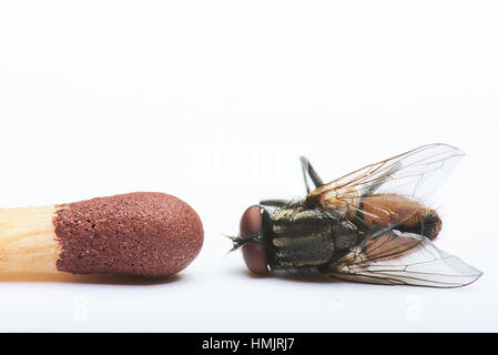 Confrontare le dimensioni di una mosca con una corrispondenza Foto Stock