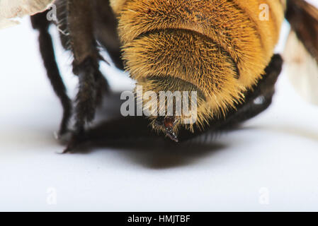 Close up di un Bumble Bee sting su sfondo bianco Foto Stock