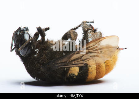 Dead Bumble Bee recante sulla sua schiena su sfondo bianco Foto Stock