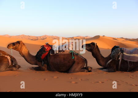 Nel profondo sud del Sahara, trekking con il cammello per un Tuareg desert camp. Il Marocco, Merzouga. Camel trek deserti del Marocco del Sud Foto Stock