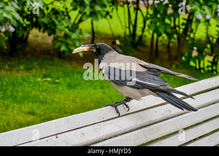 La colazione crow con un pezzo di pane bianco. Foto Stock