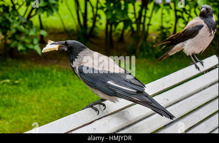 La colazione crow con un pezzo di pane bianco. Foto Stock